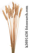 wheat wheat