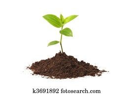Young plant Young plant