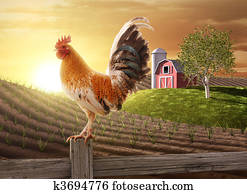 חוה טריה, בוקר