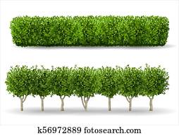 Bush in the form of a green hedge Bush in the form of a green hedge