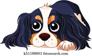 spaniel, cão