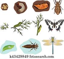 שינוי צורה, של, חרקים