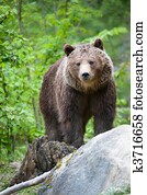 brown bear brown bear