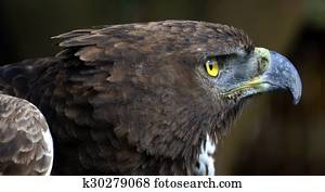 Close-up photo of a Martial Eagle.