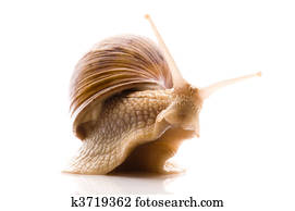 Snail. animal isolated on the white
