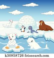 Arctics animals collection set Arctics animals collection set