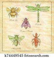 Bumble Bee, European Hoverfly, Dragonfly, Hlalactid Bee, and Lice Vintage Collection Bumble Bee, European Hoverfly, Dragonfly, Hlalactid Bee, and Lice Vintage Collection