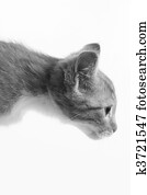 cat cat