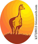 Vicuna standing with sun in background Vicuna standing with sun in background