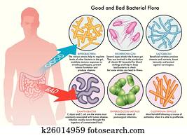 של המעיים, של בקטריות, צמחייה