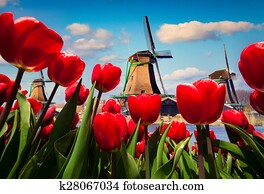 有名 オランダ語 Windmills 光景 によって 赤 チューリップ ストックイメージ K Fotosearch