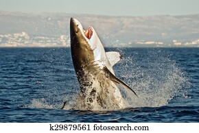 Great White Shark (Carcharodon carcharias) breaching in an attack on seal Great White Shark (Carcharodon carcharias) breaching in an attack on seal