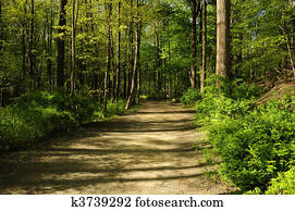 Hiking path through a forest Hiking path through a forest
