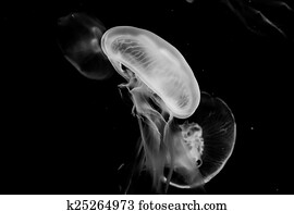 Jellyfish Jellyfish