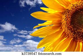 Sunflower Sunflower
