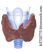בלוטת תריס, ו, גרון