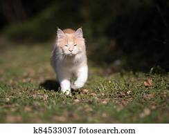 cat walking on lawn blinded by sunlight cat walking on lawn blinded by sunlight