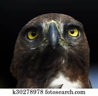 Close-up photo of a Martial Eagle.