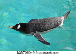 Gentoo penguin