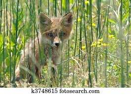 Red Fox Kit Red Fox Kit