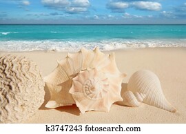 sea shells starfish tropical sand turquoise caribbean sea shells starfish tropical sand turquoise caribbean