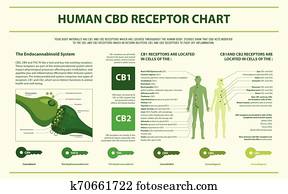 בן אנוש, cbd, רצפטור, שרטט, אופקי, infographic
