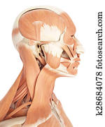 ה, שרירים פרצופיים