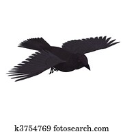 American Crow. 3D rendering with clipping path and shadow over white American Crow. 3D rendering with clipping path and shadow over white