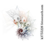 Complex nautilus on a white background