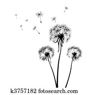 dandelions dandelions