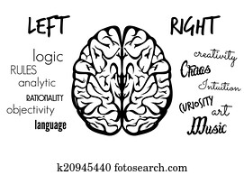 Brain function Brain function
