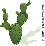 Cactus Cactus