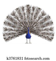 gorgeous male peacock. 3D rendering with clipping path and shadow over white gorgeous male peacock. 3D rendering with clipping path and shadow over white