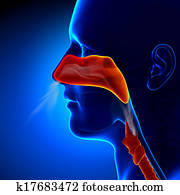 gripe, -, cheio, nariz, -, human, sinuses, Ana