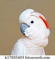 Portrait of a Moluccan Cockatoo on uniform background