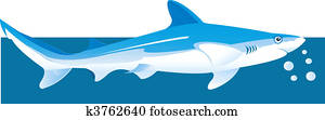 Shark Shark