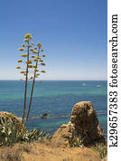 vista oceano, de, costa