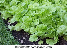 lettuce in vegetable garden lettuce in vegetable garden