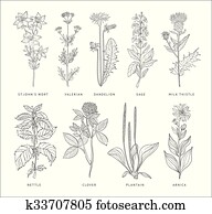 Medical Herbs Vector Set. Hannddrawn Style Medical Herbs Vector Set. Hannddrawn Style