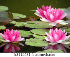 water lily water lily