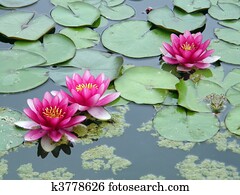 water lily water lily