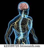 מערכת עצבים