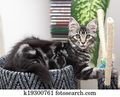 Maine Coon Kitten British Shorthair Kitten Snow Stock Images Our