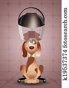 little dog to the hairdresser for grooming little dog to the hairdresser for grooming