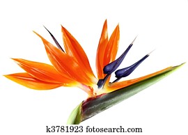 pássaro paraíso, flor