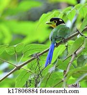 Long-tailed Broadbill