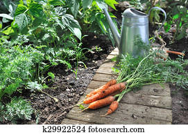 vegetable garden vegetable garden