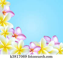 frangipani frangipani