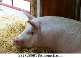 Pig Pig
