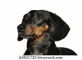 Black And Tan Miniature Dachshund Picture K8571934 Fotosearch